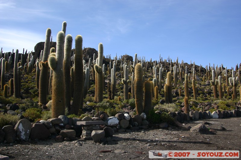 Isla Pescado (or Incahuasi) - Cardons (cactus)
