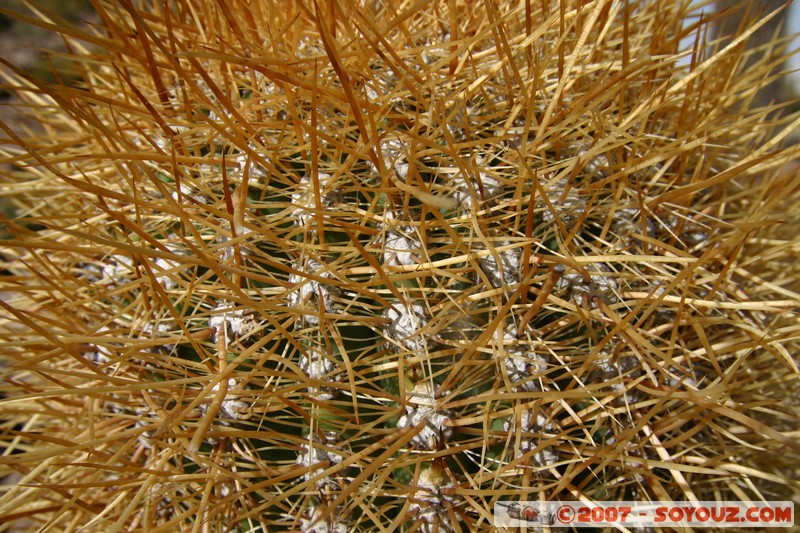 Isla Pescado (or Incahuasi) - Cardons (cactus)

