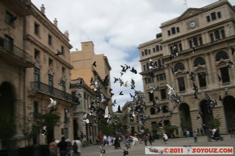 La Habana Vieja - Plaza San Fransisco de Asis - Palomas
Mots-clés: Ciudad de La Habana CUB Cuba geo:lat=23.13737066 geo:lon=-82.34858036 geotagged La Habana Vieja Plaza San Fransisco de AsÃ­s animals oiseau pigeon