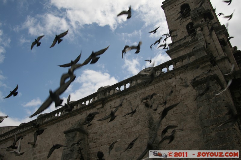 La Habana Vieja - Plaza San Fransisco de Asis - Palomas
Mots-clés: Ciudad de La Habana CUB Cuba geo:lat=23.13737066 geo:lon=-82.34858036 geotagged La Habana Vieja Plaza San Fransisco de AsÃ­s animals oiseau pigeon Eglise
