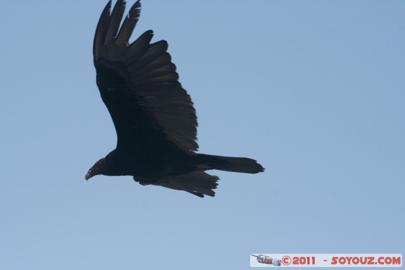 La Havane - Memorial a Jose Marti - Aguila
Mots-clés: Ciudad de La Habana CUB Cuba geo:lat=23.12291639 geo:lon=-82.38647461 geotagged Havanna Plaza de la RevoluciÃ³n vedado Memorial a Jose Marti animals oiseau Aigle