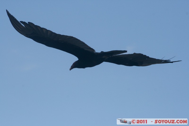 La Havane - Memorial a Jose Marti - Aguila
Mots-clés: Ciudad de La Habana CUB Cuba geo:lat=23.12291639 geo:lon=-82.38647461 geotagged Havanna Plaza de la RevoluciÃ³n vedado Memorial a Jose Marti animals oiseau Aigle