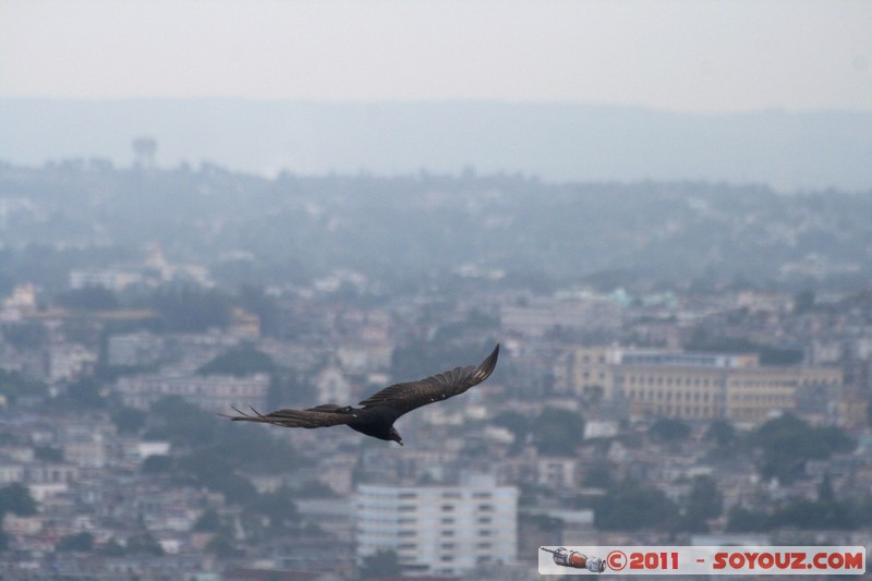 La Havane - Memorial a Jose Marti­ - Aguila
Mots-clés: Ciudad de La Habana CUB Cuba geo:lat=23.12291639 geo:lon=-82.38647461 geotagged Havanna Plaza de la RevoluciÃ³n vedado Memorial a Jose Marti animals oiseau Aigle