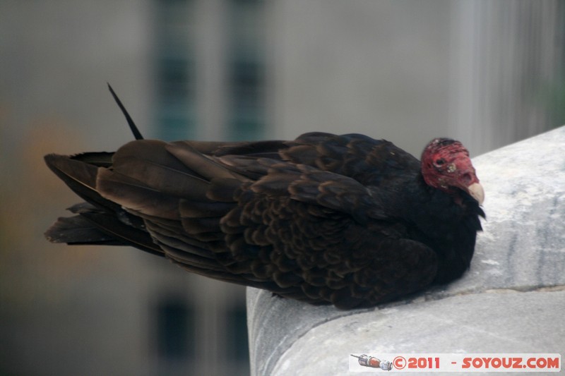 La Havane - Memorial a Jose Marti­ - Condor
Mots-clés: Ciudad de La Habana CUB Cuba geo:lat=23.12291639 geo:lon=-82.38647461 geotagged Havanna Plaza de la RevoluciÃ³n vedado Memorial a Jose Marti animals oiseau condor