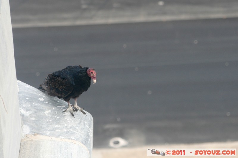 La Havane - Memorial a Jose Marti - Condor
Mots-clés: Ciudad de La Habana CUB Cuba geo:lat=23.12291639 geo:lon=-82.38647461 geotagged Havanna Plaza de la RevoluciÃ³n vedado Memorial a Jose Marti animals oiseau condor