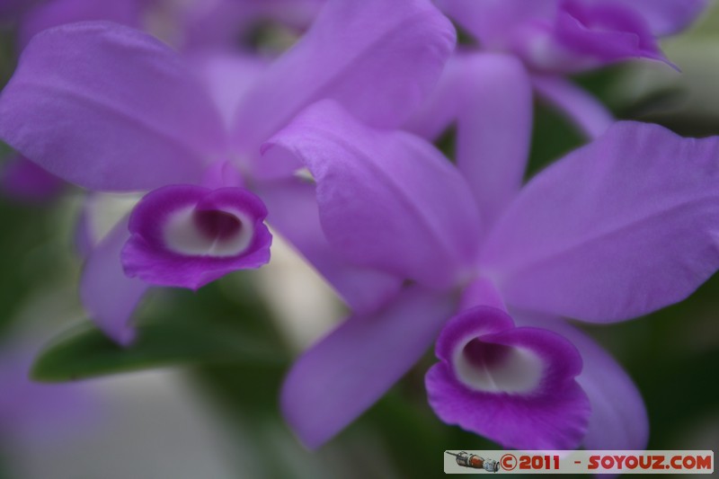 Soroa - Flores
Mots-clés: CUB Cuba geo:lat=22.79420538 geo:lon=-83.00905906 geotagged Soroa fleur