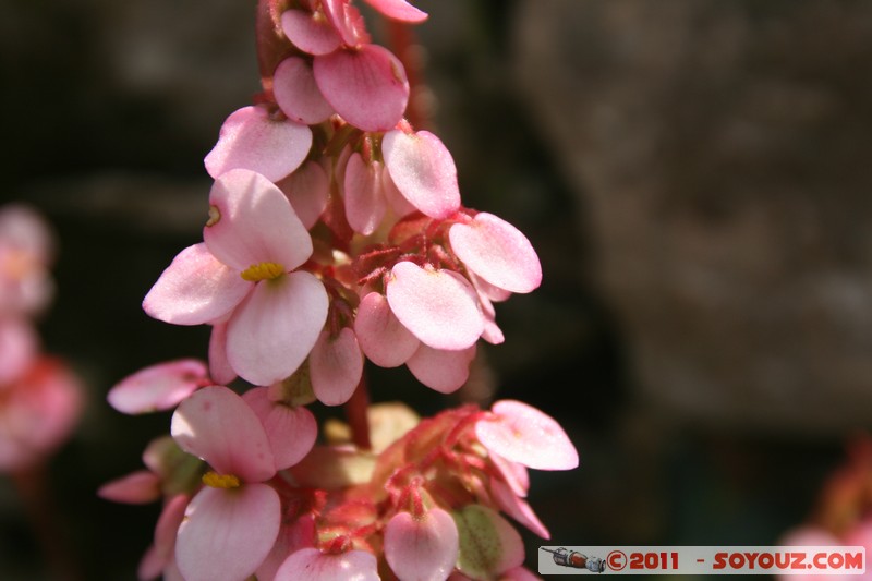 Soroa - Flores
Mots-clés: CUB Cuba geo:lat=22.79422876 geo:lon=-83.00900734 geotagged Soroa fleur