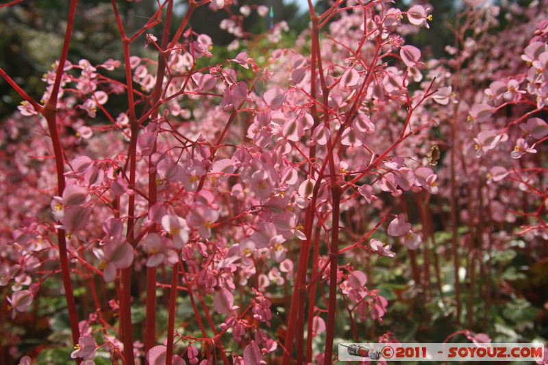 Soroa - Flores
Mots-clés: CUB Cuba geo:lat=22.79398735 geo:lon=-83.00899614 geotagged Soroa fleur