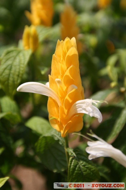 Soroa - Flores
Mots-clés: CUB Cuba geo:lat=22.79344351 geo:lon=-83.00903431 geotagged Soroa fleur