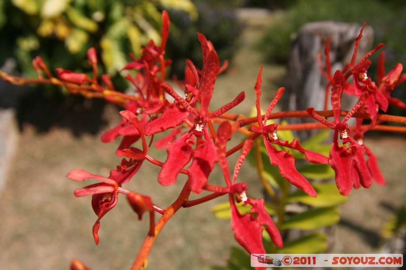 Soroa - Flores
Mots-clés: CUB Cuba geo:lat=22.79319020 geo:lon=-83.00929483 geotagged Soroa fleur