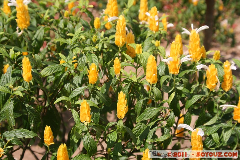 Soroa - Flores
Mots-clés: CUB Cuba geo:lat=22.79339252 geo:lon=-83.00902405 geotagged Soroa fleur