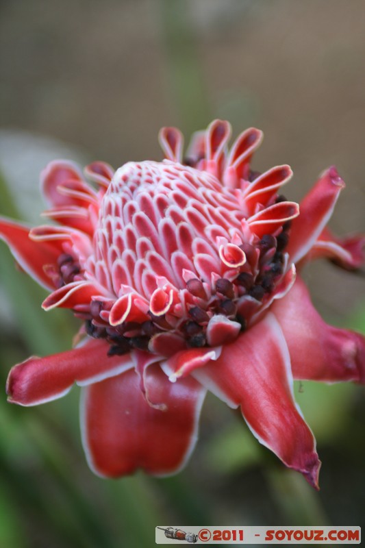 Soroa - Flores
Mots-clés: CUB Cuba geo:lat=22.79385884 geo:lon=-83.00934951 geotagged Soroa fleur