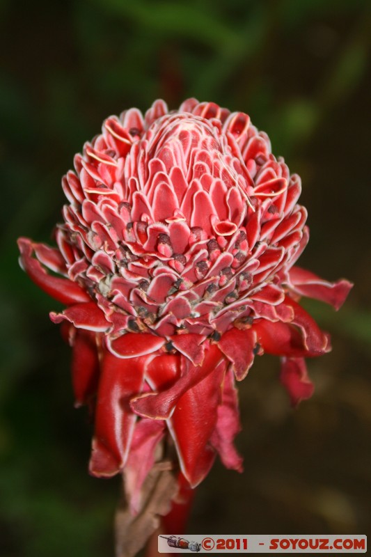 Soroa - Flores
Mots-clés: CUB Cuba geo:lat=22.79389346 geo:lon=-83.00934330 geotagged Soroa fleur