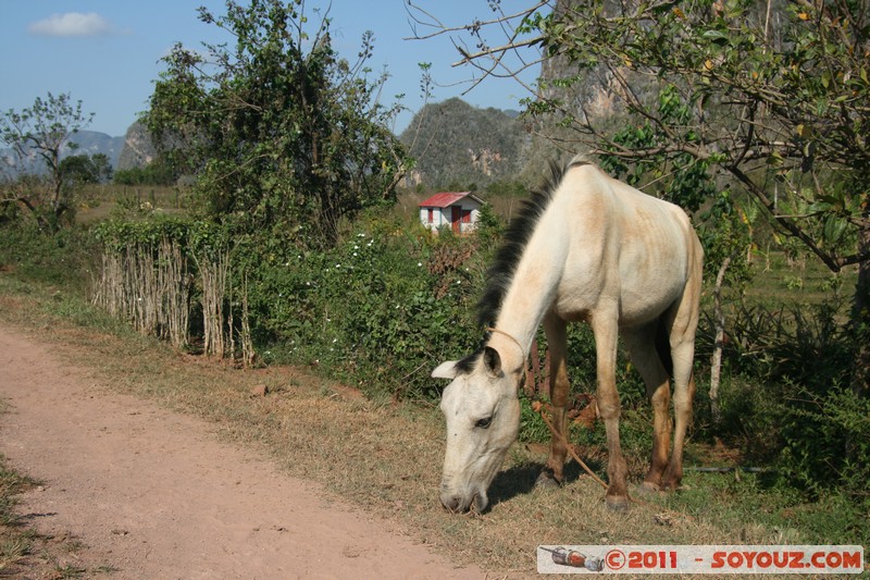 Valle de Vinales - caballo
Mots-clés: CUB Cuba geo:lat=22.61081378 geo:lon=-83.72751445 geotagged Las Delicias Pinar del R&Atilde;&shy;o animals cheval patrimoine unesco