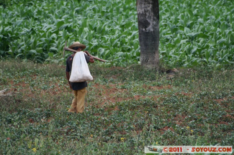 Valle de Vinales - Santa Lucia - Campo de tabaco
Mots-clés: CUB Cuba geo:lat=22.64947650 geo:lon=-83.98822617 geotagged Pinar del R&Atilde;&shy;o Sitio Abajo plante