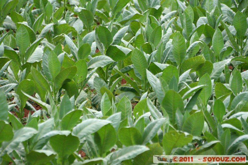 Valle de Vinales - Santa Lucia - Campo de tabaco
Mots-clés: CUB Cuba geo:lat=22.64947203 geo:lon=-83.98822569 geotagged Sitio Abajo plante