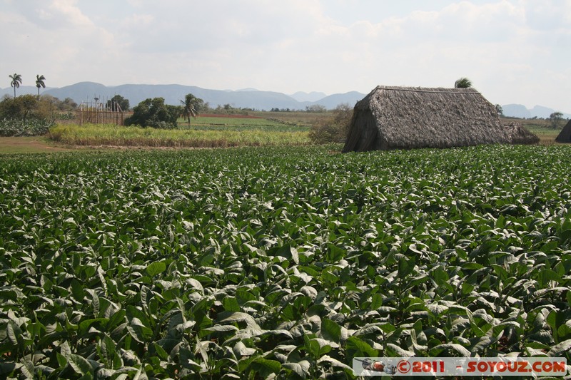 Valle de Vinales - San Cayetane - Campo de tabaco
Mots-clés: CUB Cuba geo:lat=22.72608194 geo:lon=-83.79546376 geotagged Pinar del RÃ­o Pozo plante