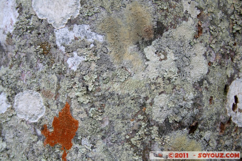 Cienfuegos - Jardin Botanico Soledad
Mots-clés: Cienfuegos CUB Cuba Dolores geo:lat=22.12553089 geo:lon=-80.32457746 geotagged Parc Jardin botanique Arbres plante