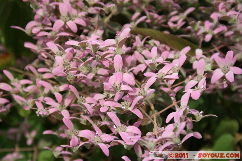 Cienfuegos - Jardin Botanico Soledad
Mots-clés: Cienfuegos CUB Cuba Dolores geo:lat=22.12567749 geo:lon=-80.32402136 geotagged Parc Jardin botanique Arbres plante fleur