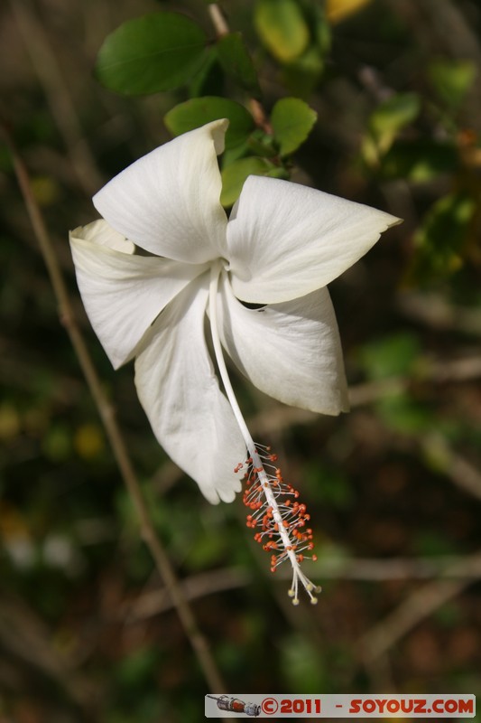 Cienfuegos - Jardin Botanico Soledad
Mots-clés: Cienfuegos CUB Cuba Dolores geo:lat=22.12555397 geo:lon=-80.32157600 geotagged Parc Jardin botanique Arbres plante fleur