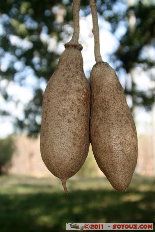 Cienfuegos - Jardin Botanico Soledad
Mots-clés: Cienfuegos CUB Cuba Dolores geo:lat=22.12560898 geo:lon=-80.32234518 geotagged Parc Jardin botanique Arbres plante fruit