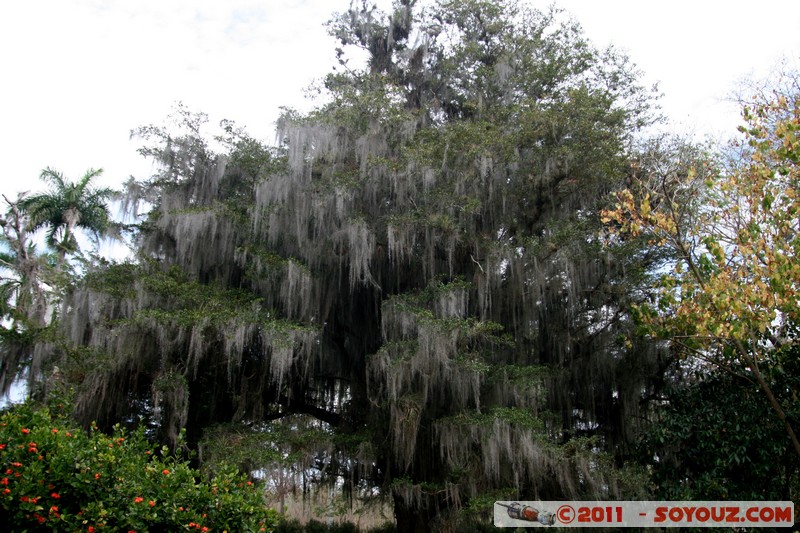 Cienfuegos - Jardin Botanico Soledad
Mots-clés: Cienfuegos CUB Cuba Dolores geo:lat=22.12555032 geo:lon=-80.32137279 geotagged Parc Jardin botanique Arbres plante