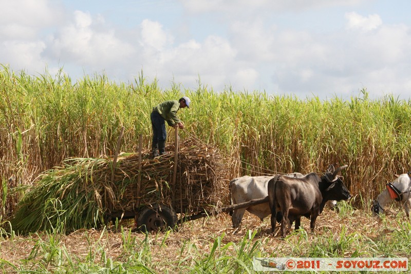 Sao Tumbado - Trabajo en el campo de cana de azucar
Mots-clés: CUB Cuba geo:lat=21.40014657 geo:lon=-78.04529375 geotagged Sao Tumbado personnes animals vaches