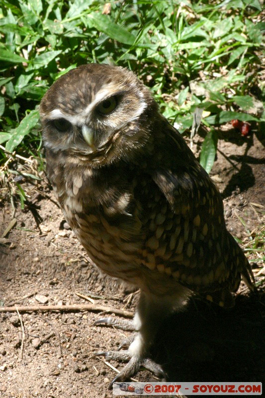 Lechucita de Campo
Mots-clés: animals