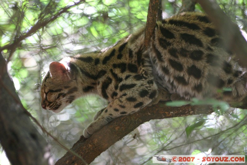 Margay
Mots-clés: animals