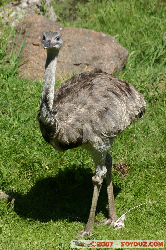 Nandu
Mots-clés: animals