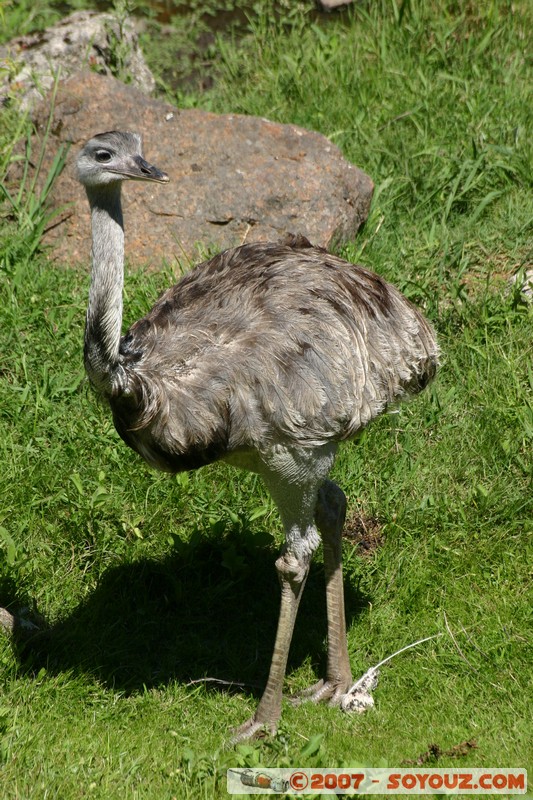 Nandu
Mots-clés: animals