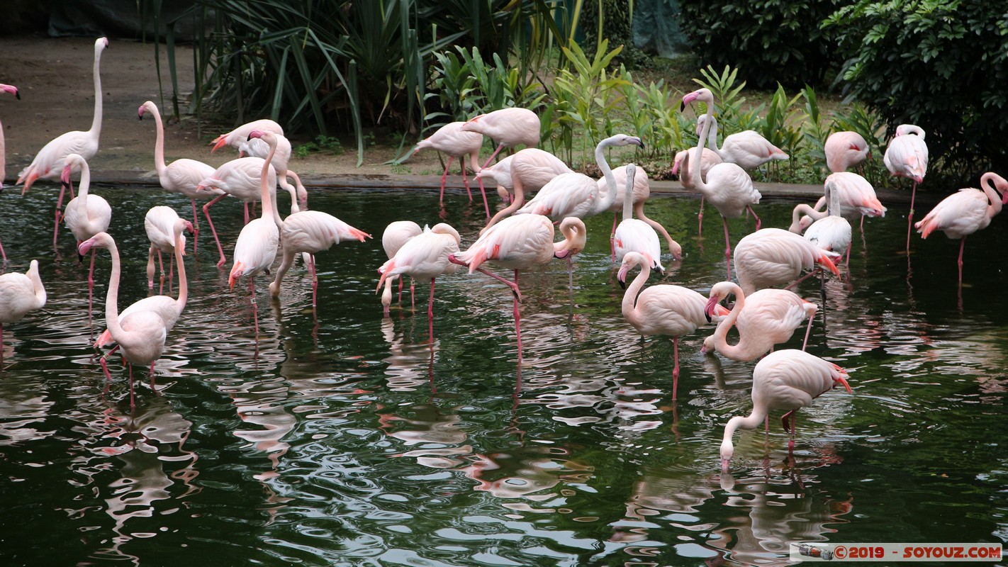 Hong Kong - Kowloon Park - Pink Flamingo
Mots-clés: geo:lat=22.30018967 geo:lon=114.16920100 geotagged HKG Hong Kong Kowloon City Tsim Sha Tsui Kowloon Yau Tsim Mong Kowloon Park Parc animals oiseau flamand rose