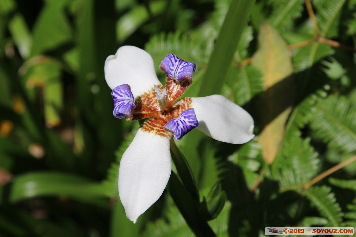 Taipei - Xiangshan Trail
Mots-clés: geo:lat=25.02662508 geo:lon=121.57569108 geotagged Jiupokou Taiwan TWN Taipei New Taipei Xiangshan Trail fleur Orchidees Elephant Mountain