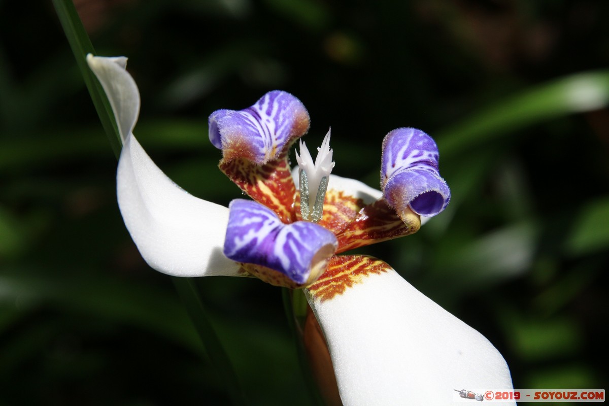Taipei - Xiangshan Trail
Mots-clés: geo:lat=25.02657458 geo:lon=121.57546494 geotagged Jiupokou Taiwan TWN Taipei New Taipei Xiangshan Trail fleur Orchidees Elephant Mountain