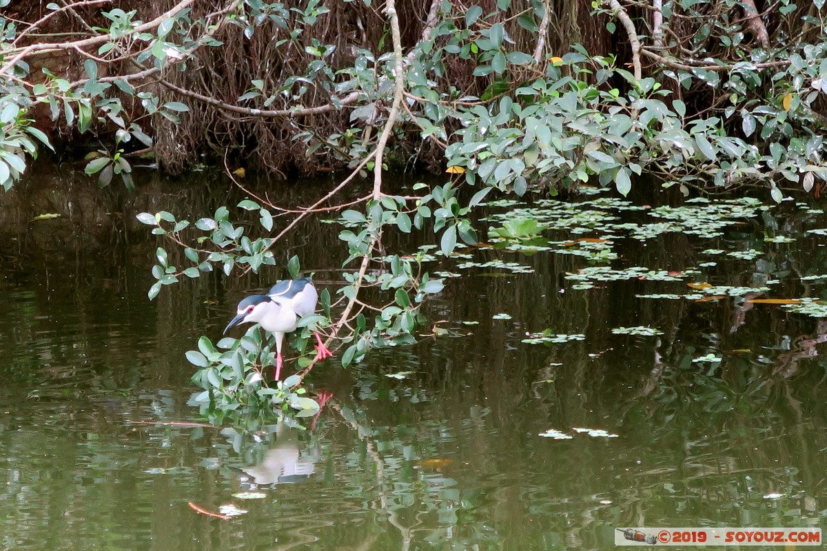 Taipei - Da'an Forest Park
Mots-clés: Da&rsquo;an geo:lat=25.03206400 geo:lon=121.53463400 geotagged Taiwan TWN Taipei New Taipei Parc animals oiseau