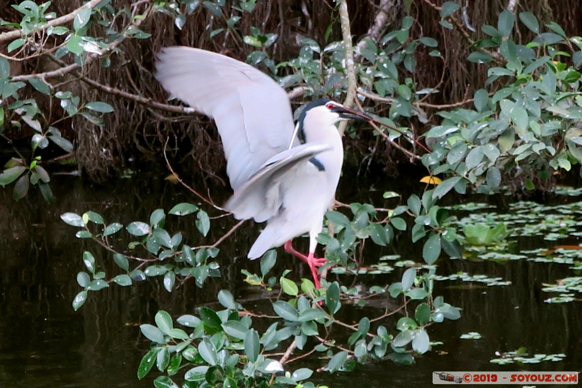Taipei - Da'an Forest Park
Mots-clés: Da&rsquo;an geo:lat=25.03205480 geo:lon=121.53463480 geotagged Taiwan TWN Taipei New Taipei Parc animals oiseau