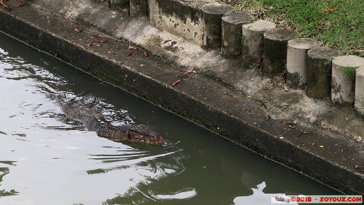 Bangkok - Chatuchak Park - Monitor Lezard
Mots-clés: Bang Su Bang Sue Bangkok geo:lat=13.80682032 geo:lon=100.55537760 geotagged THA Tha&iuml;lande Chatuchak Park Parc Monitor Lezard animals