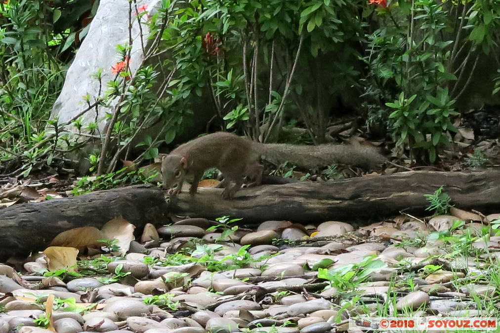 Bangkok - Chatuchak Park
Mots-clés: Bang Su Bang Sue Bangkok geo:lat=13.80555443 geo:lon=100.55444151 geotagged THA Tha&iuml;lande Chatuchak Park Parc animals Ecureuil