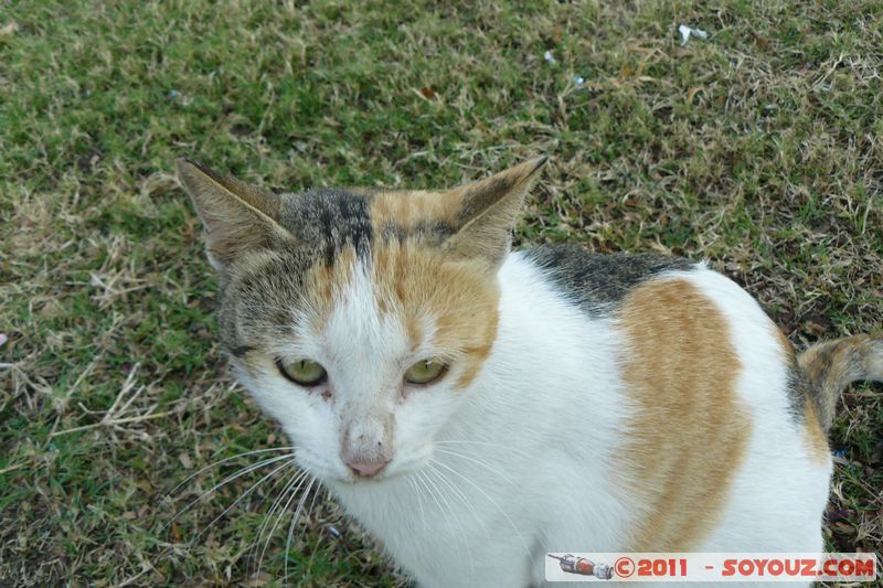 Abu Dhabi - Corniche Road - Cat
Mots-clés: Ab&Aring;&laquo; Z&Igrave;&sect;aby Al &aacute;&cedil;&uml;i&Aring;�n mirats Arabes Unis geo:lat=24.47891496 geo:lon=54.34615009 UAE United Arab Emirates Corniche Road animals chat