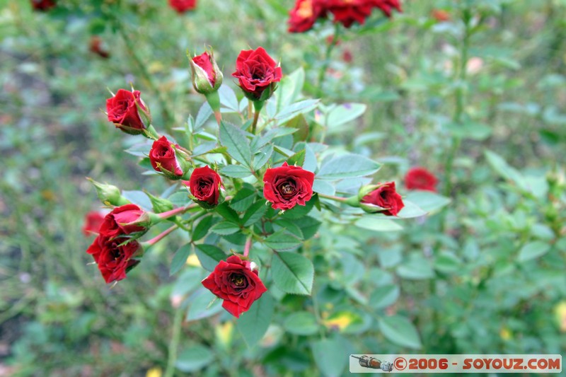 Shinjuku Gyoen National Garden
Mots-clés: fleur