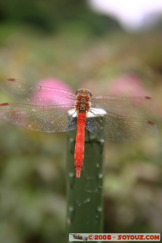 Shinjuku Gyoen National Garden - Libellule
Mots-clés: animals Libellule