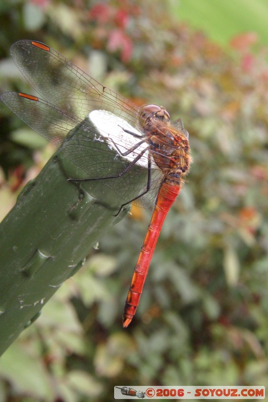 Shinjuku Gyoen National Garden - Libellule
Mots-clés: animals Libellule