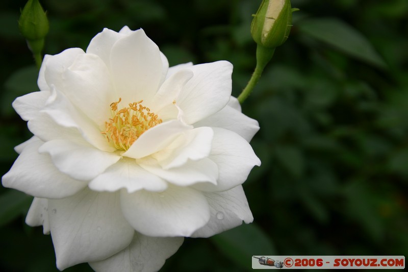 Shinjuku Gyoen National Garden
Mots-clés: fleur