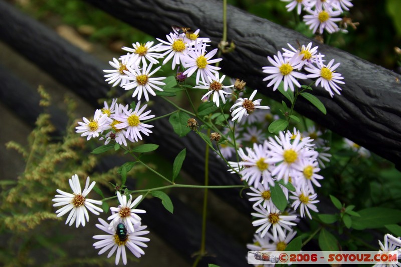 Nikko
Mots-clés: fleur