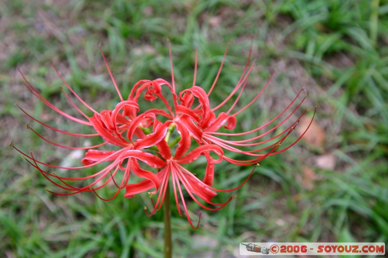 Himeji Koko-en - Oyashiki-no-niwa
