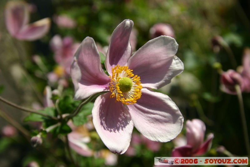 fleur
Mots-clés: fleur