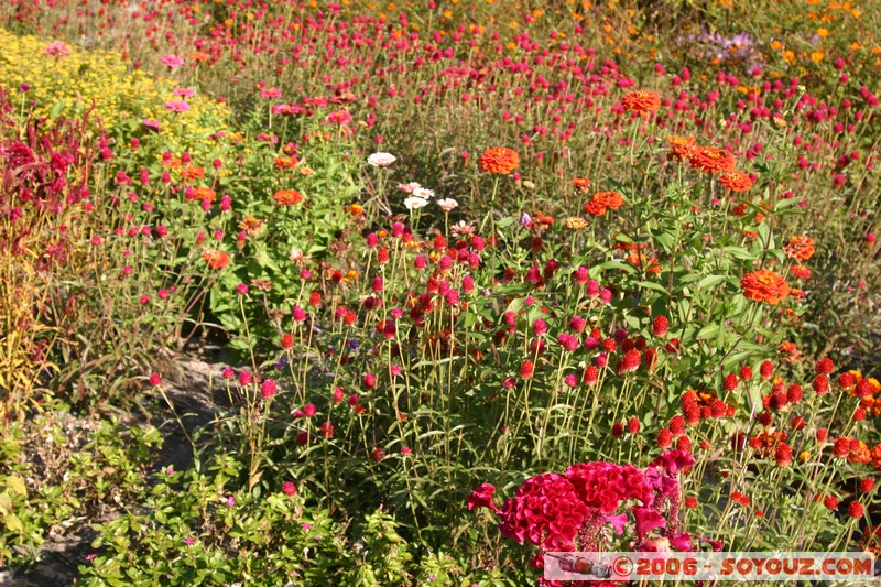 champs en fleur
Mots-clés: fleur