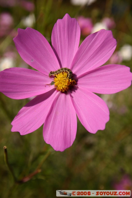 fleur
Mots-clés: fleur
