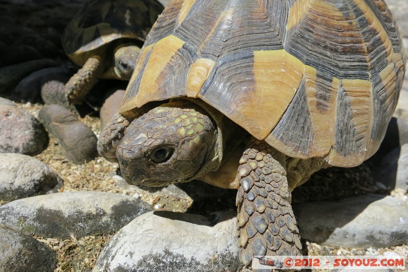 Mostar - Stari Grad - Biscevica house - Turtle
Mots-clés: BIH Bosnie HerzÃ©govine Federation of Bosnia and Herzegovina geo:lat=43.34065346 geo:lon=17.81319647 geotagged Mostar Stari grad Biscevica house animals Tortue