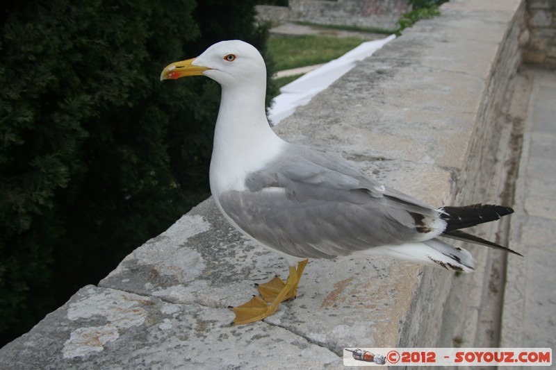 Rovinj - Seagull
Mots-clés: Croatie geo:lat=45.08325703 geo:lon=13.63041441 geotagged HRV Istarska Rovinj Mouette oiseau animals